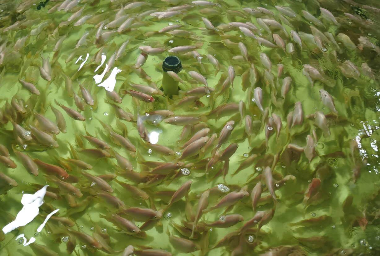 80kg養殖密度至80kG/M3